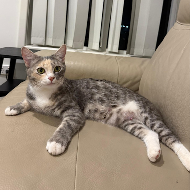 Photo of Lady