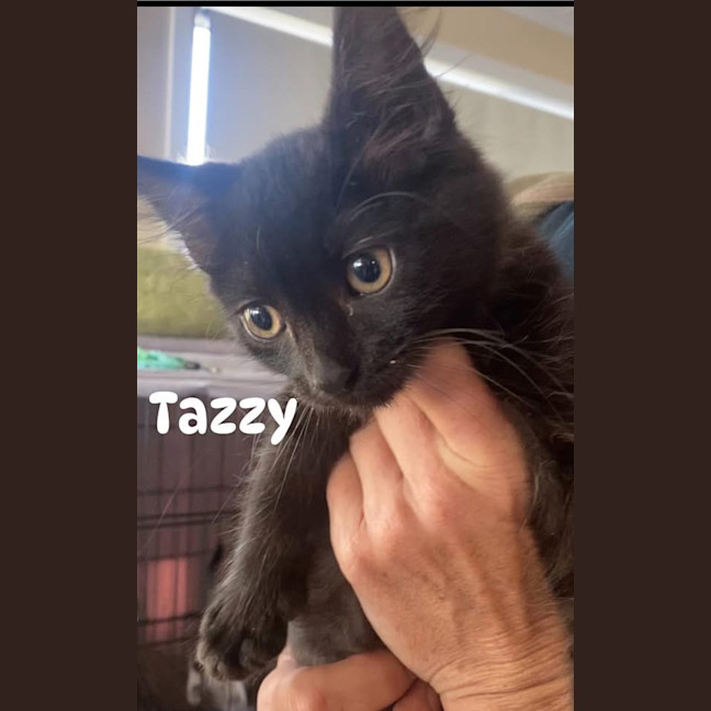 Photo of Tazzy