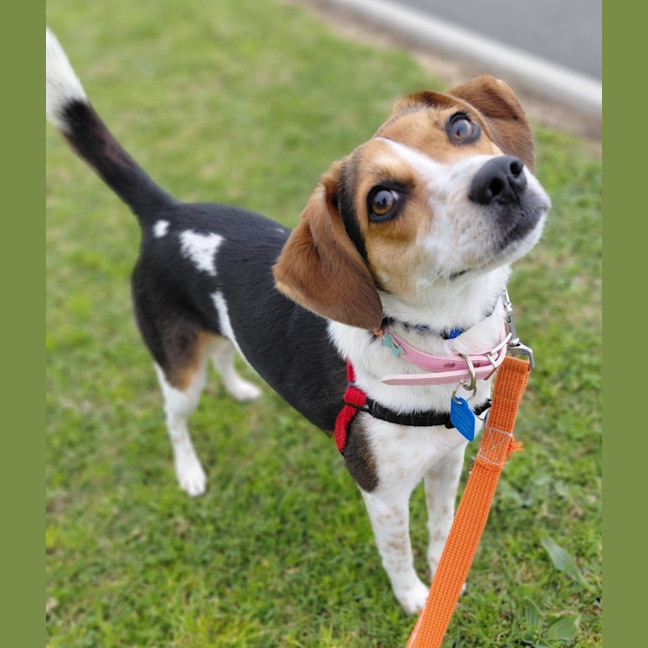 Photo of Lola