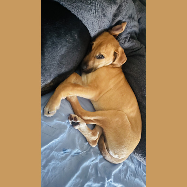 Photo of Grumble