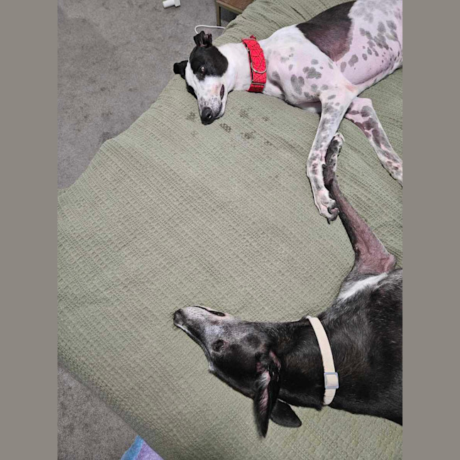 Photo of Harry, The Cat Tolerant Greyhound 