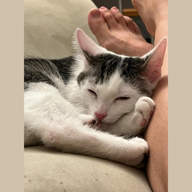 Photo of Owen   Located In Northcote