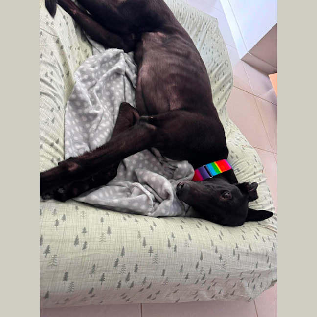 Photo of Chance, The Greyhound