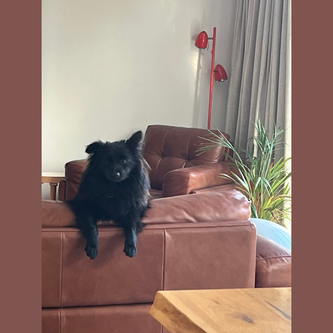 Photo of Wilma (Coco)