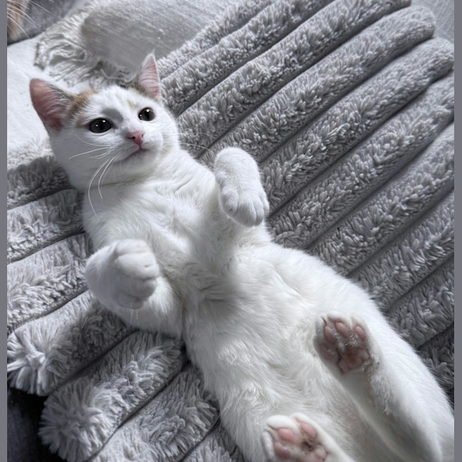 Photo of Blossom *9 Lives Project Rescue*