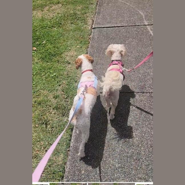 Photo of Derek   2 Year Old Mini Poodle