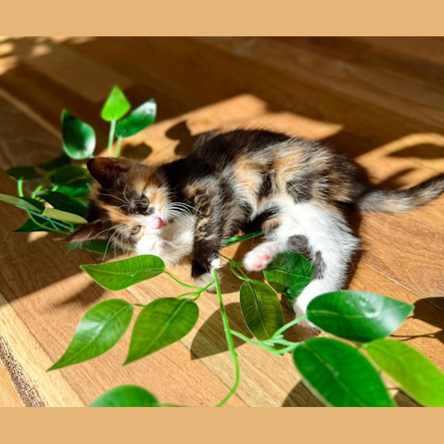 Photo of Sienna 🌷