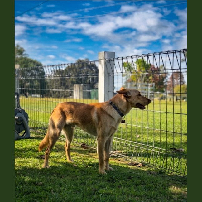 Photo of Brandy
