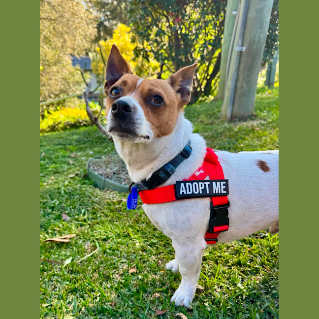 Photo of Poh   3 Year Old Fox Terrier