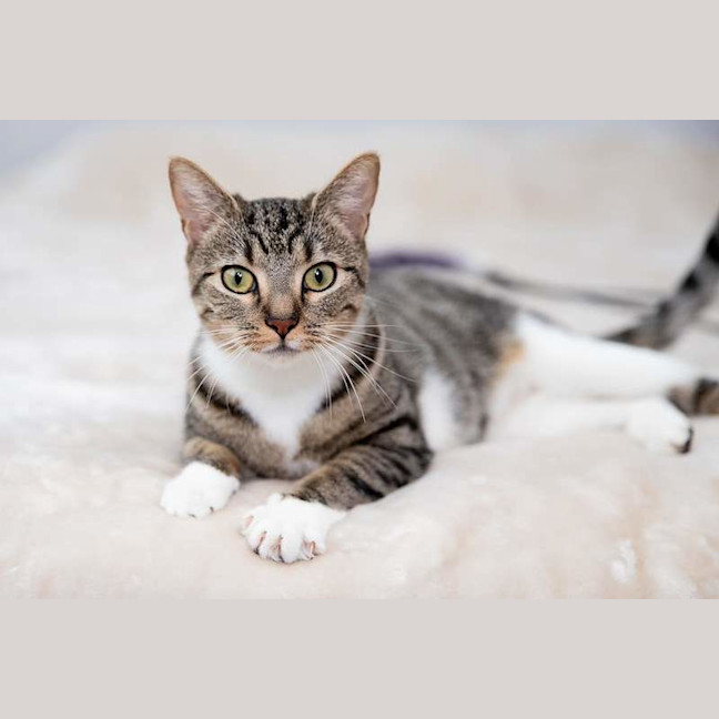 Photo of Nala