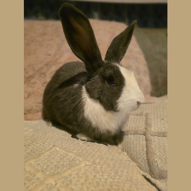 Photo of Masiy (Located In Wantirna South)