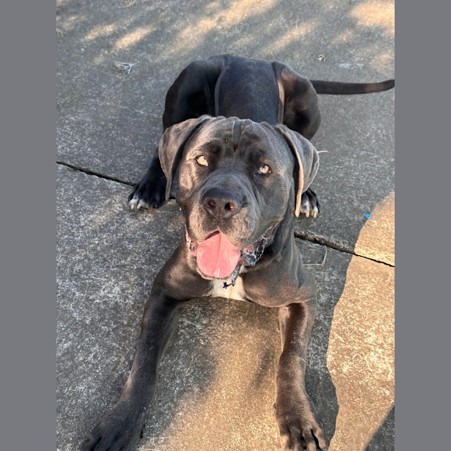 Photo of Chief