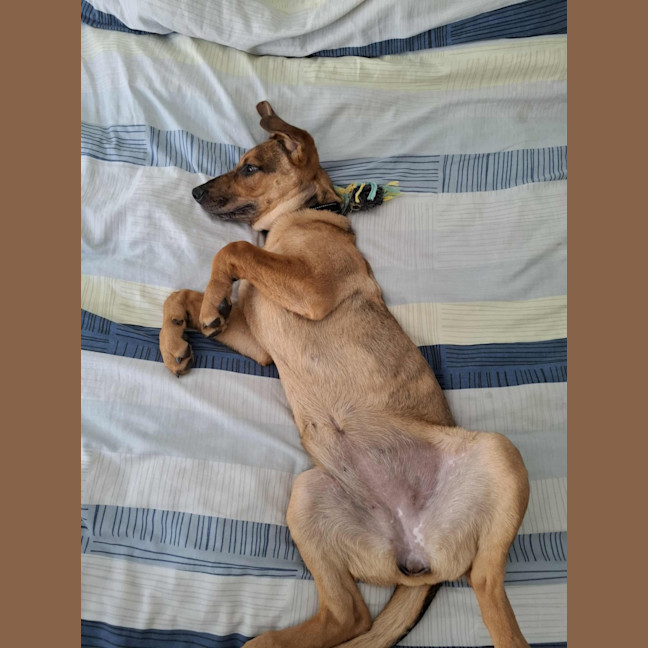 Photo of Gabby   5 Month Old German Shepherd X