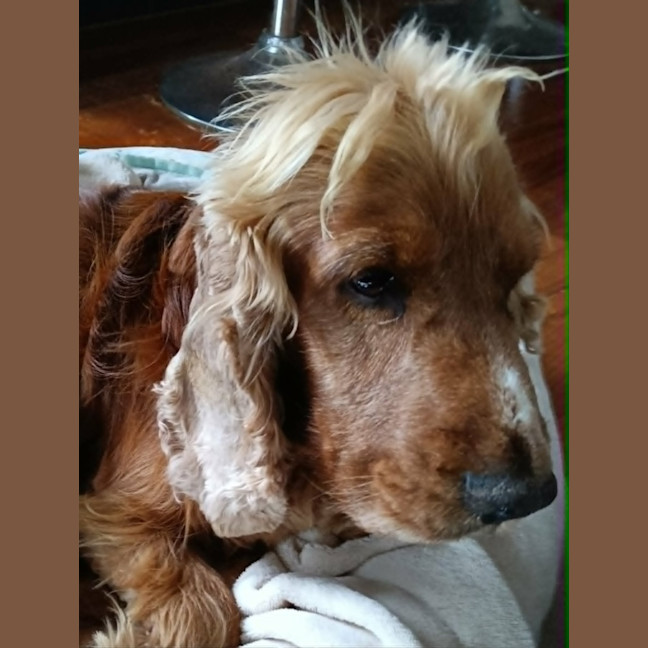 Photo of Dudley