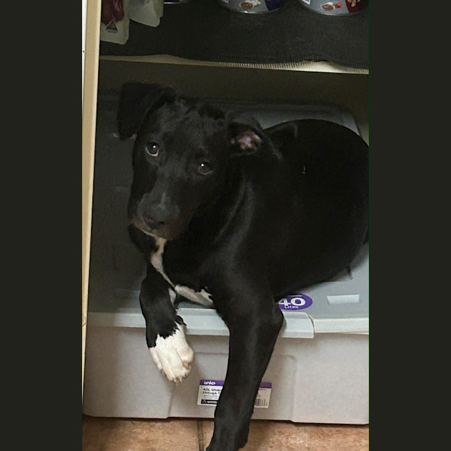 Photo of Katana