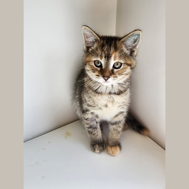 Photo of Wine And Dine Kittens