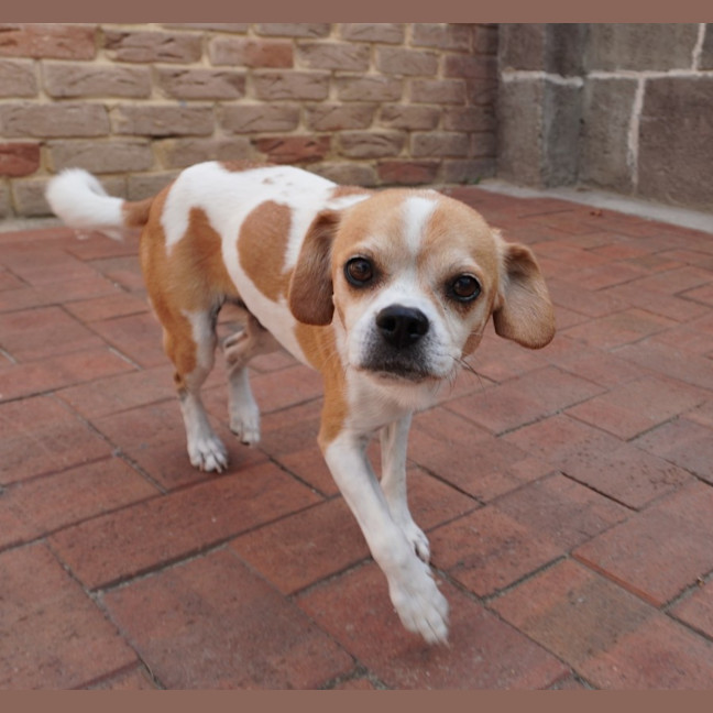 Photo of Adora