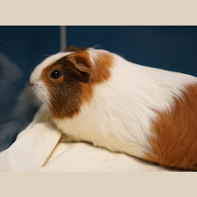 Photo of Yoghurt