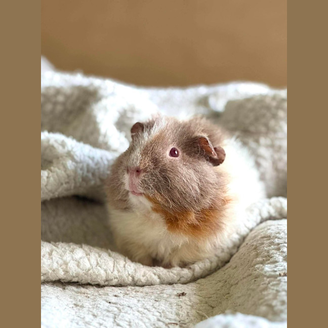 Photo of Milo
