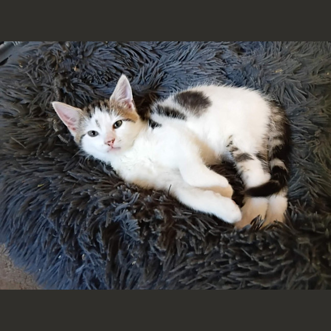 Photo of Buddy & Squeak