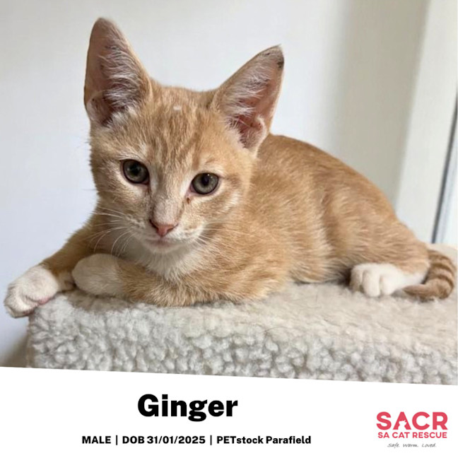 Photo of Ginger