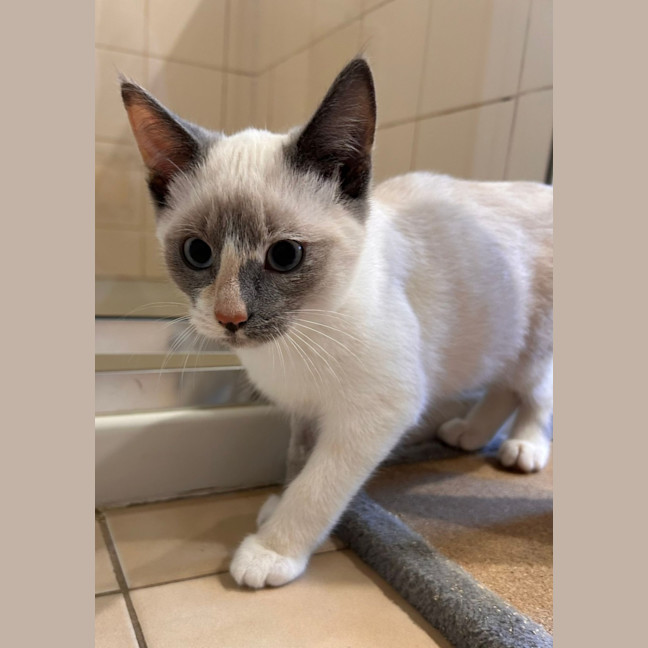 Photo of Willow