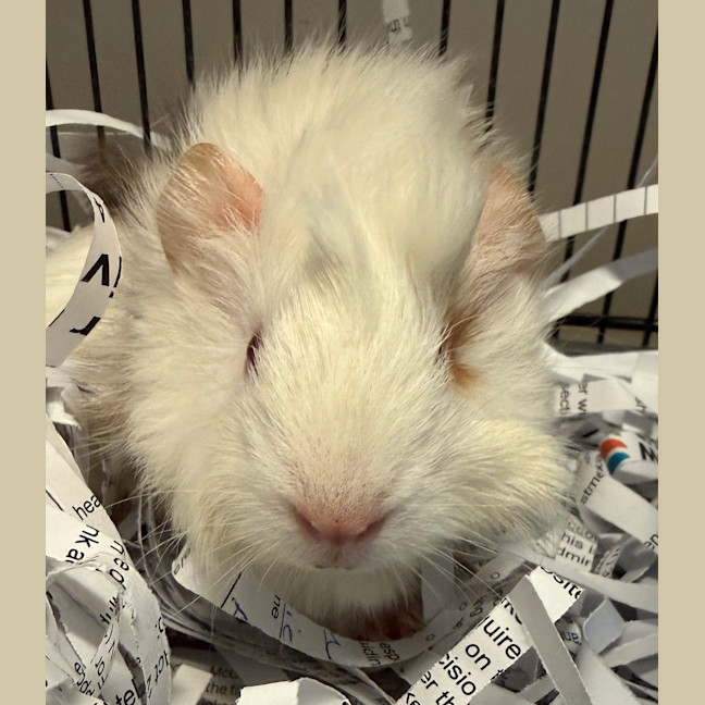 Photo of Gus