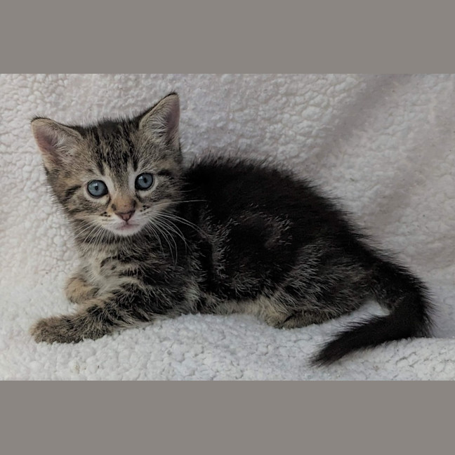 Photo of Horatio