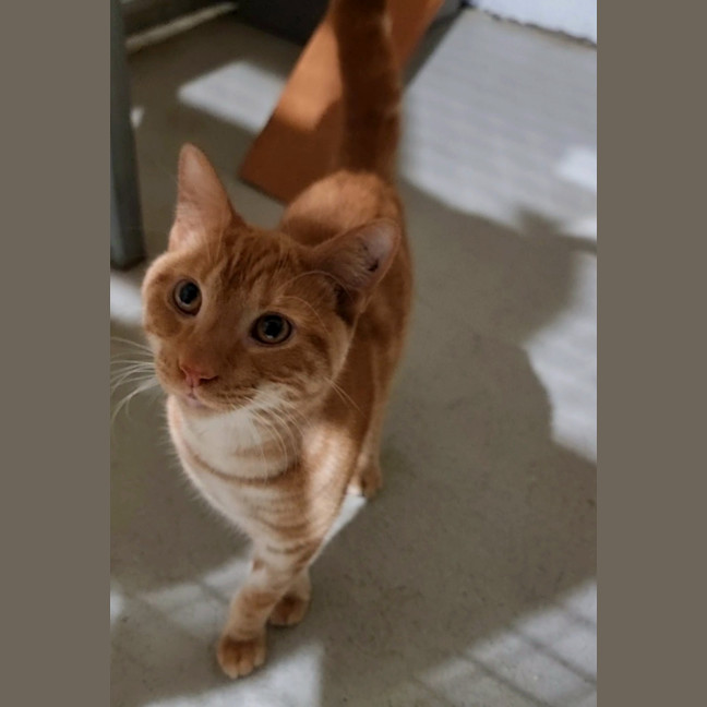 Photo of Ollie