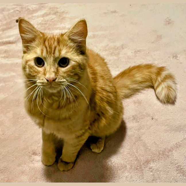 Photo of Sghetti