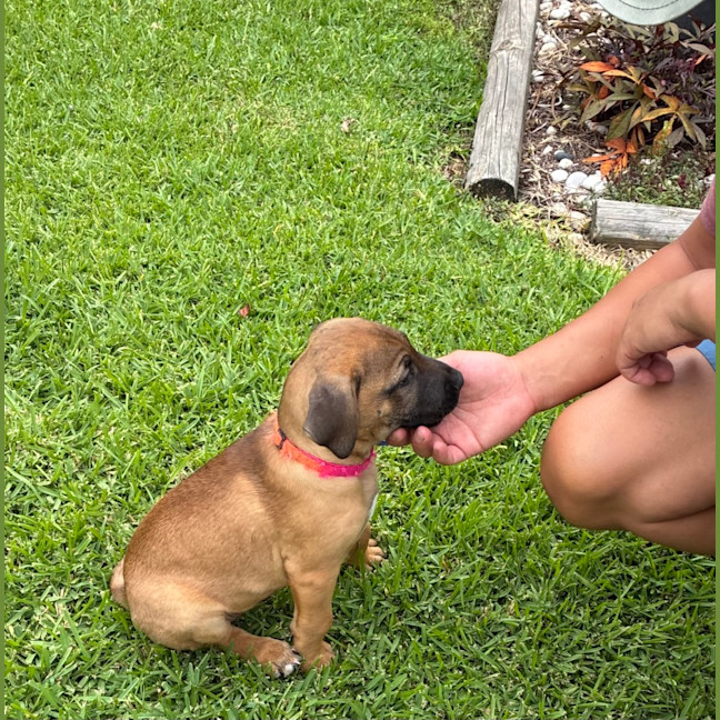 Photo of Snoopy   9 Week Old Cattle Dog X