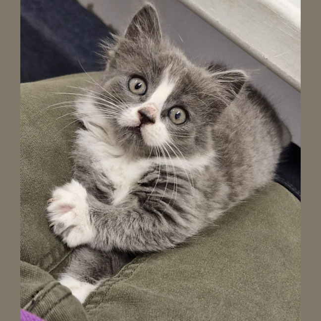 Photo of C1376 Smokey