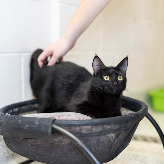 Photo of Missy (Previously Little Miss)