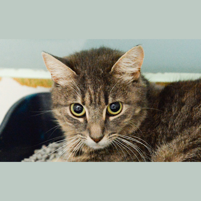 Photo of Sage