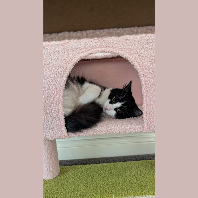 Photo of Silver 