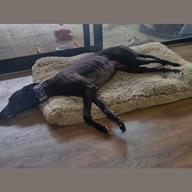 Photo of Luna   7 Year Old Greyhound