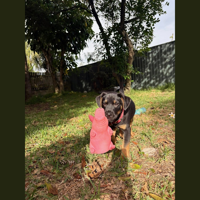Photo of Hank