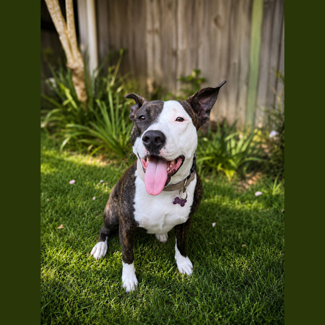Photo of Lily