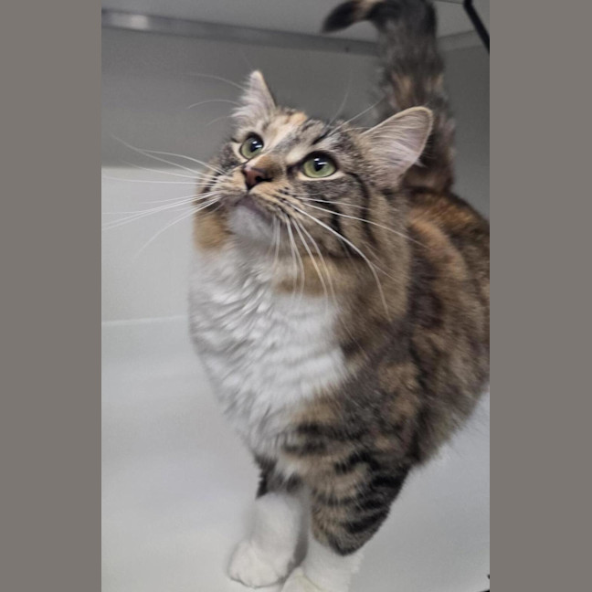 Photo of Polly (Bonded To Cassie)