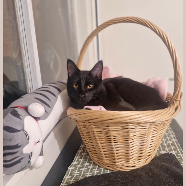 Photo of Lestat   Located In Preston