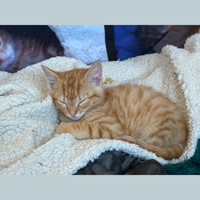 Photo of Caleb 🦁🧡🦁