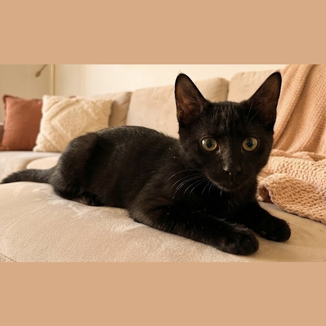 Photo of Cupcake