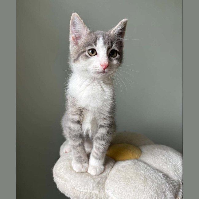 Photo of Dusty