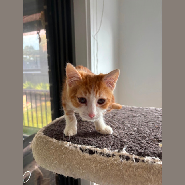 Photo of Bon Bon Meet Me@Petstock Hastings Store 