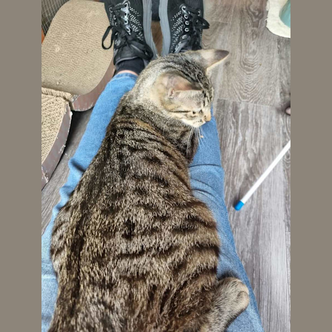 Photo of Flounder