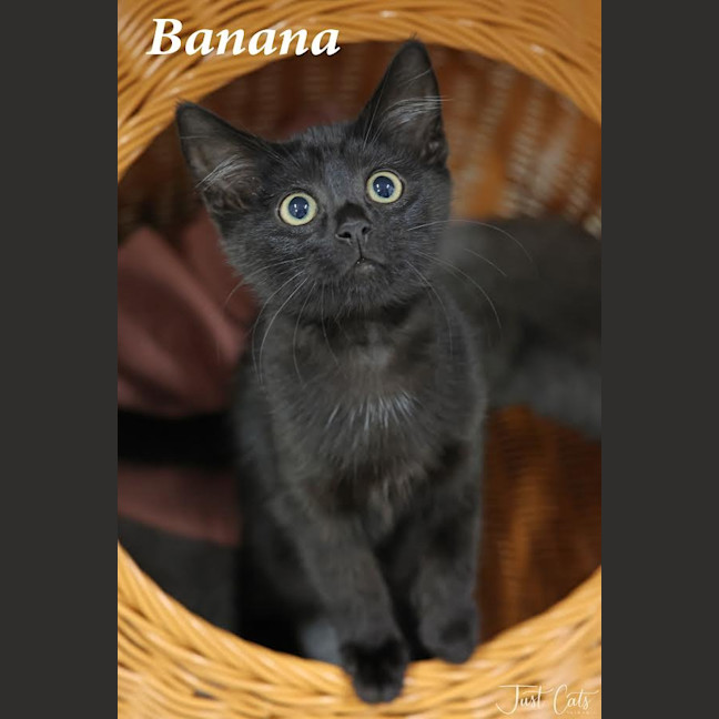 Photo of Banana