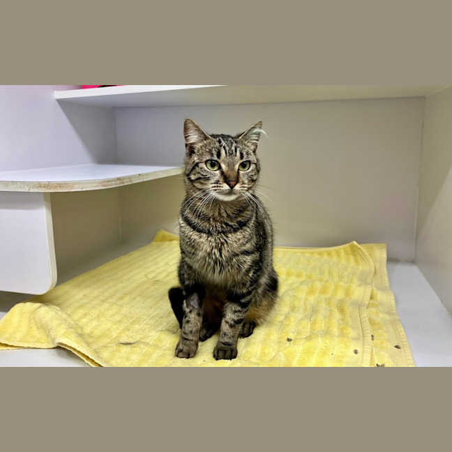 Photo of Slinky