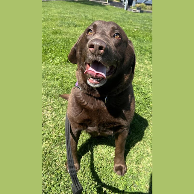 Photo of Milo