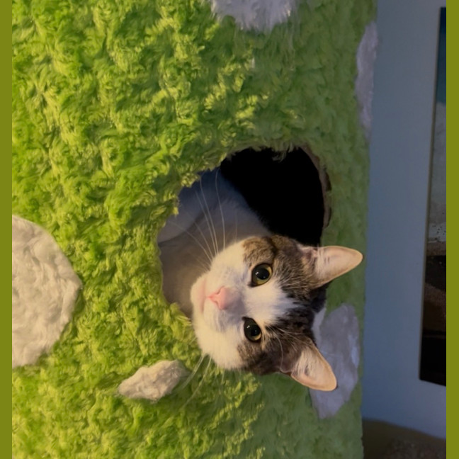 Photo of Horchata ( Cha Cha )