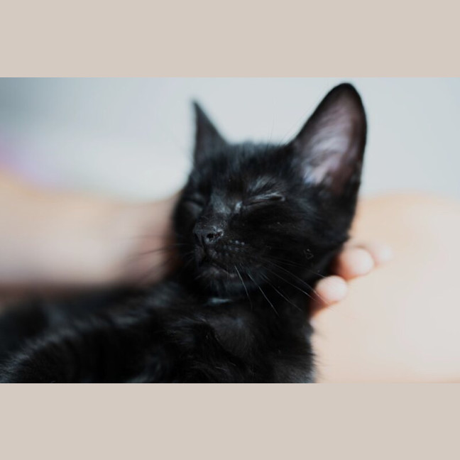 Photo of Princess
